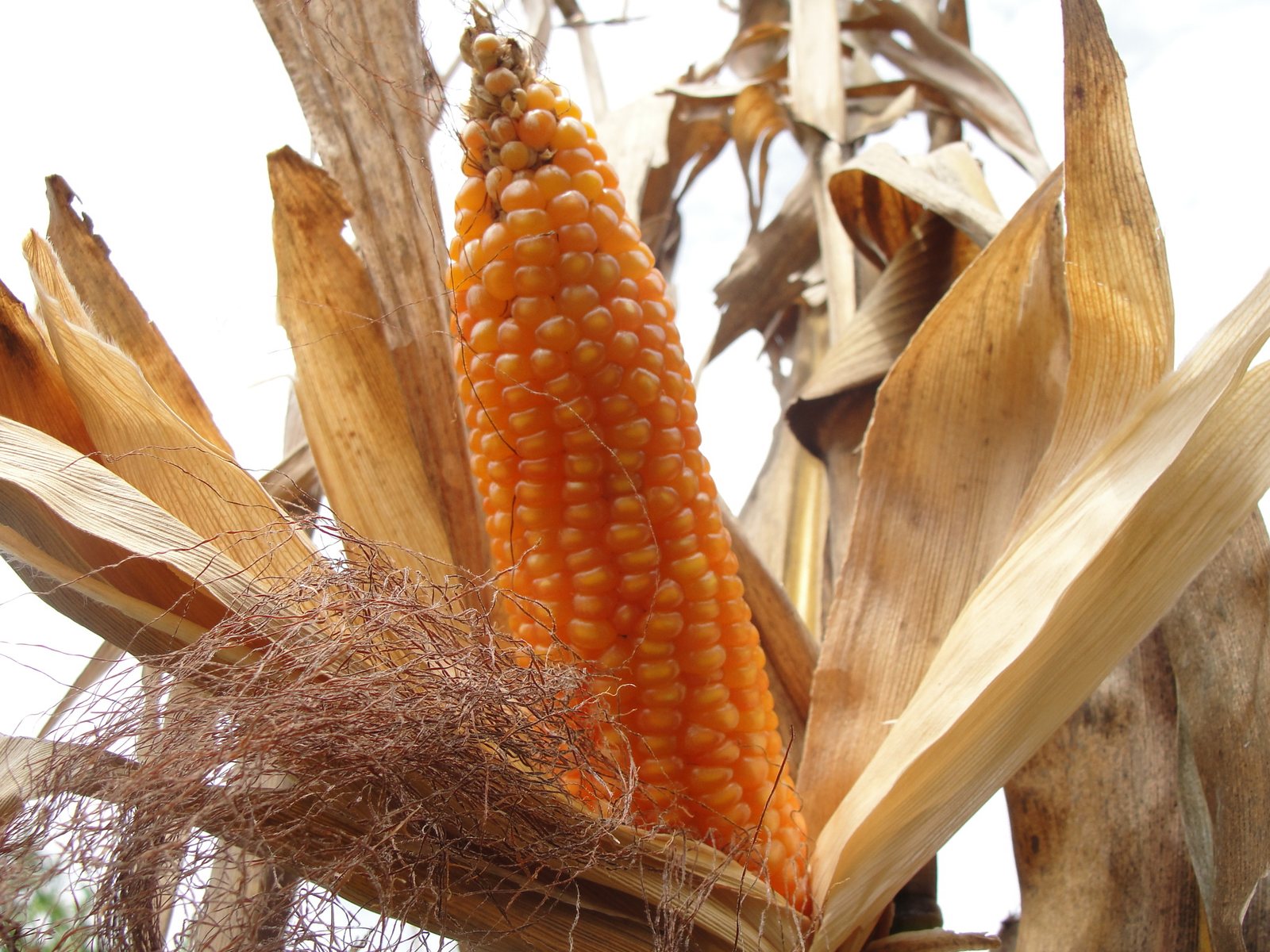 Sweet corn 'Silver Queen'