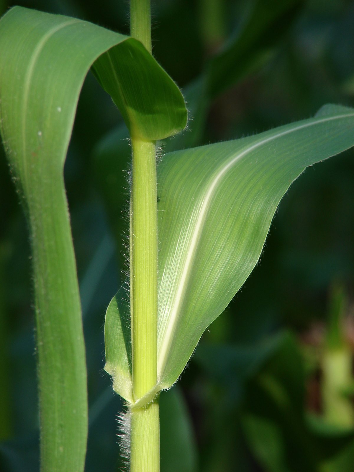 Sweet corn