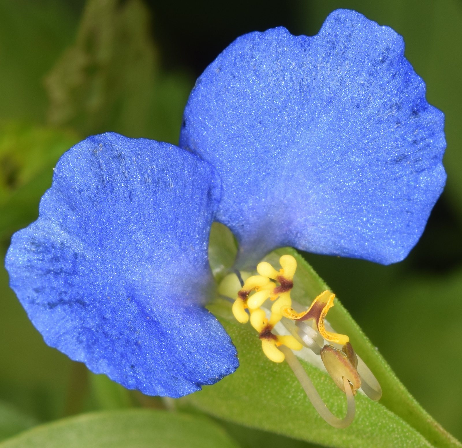 Sweet Kate spiderwort
