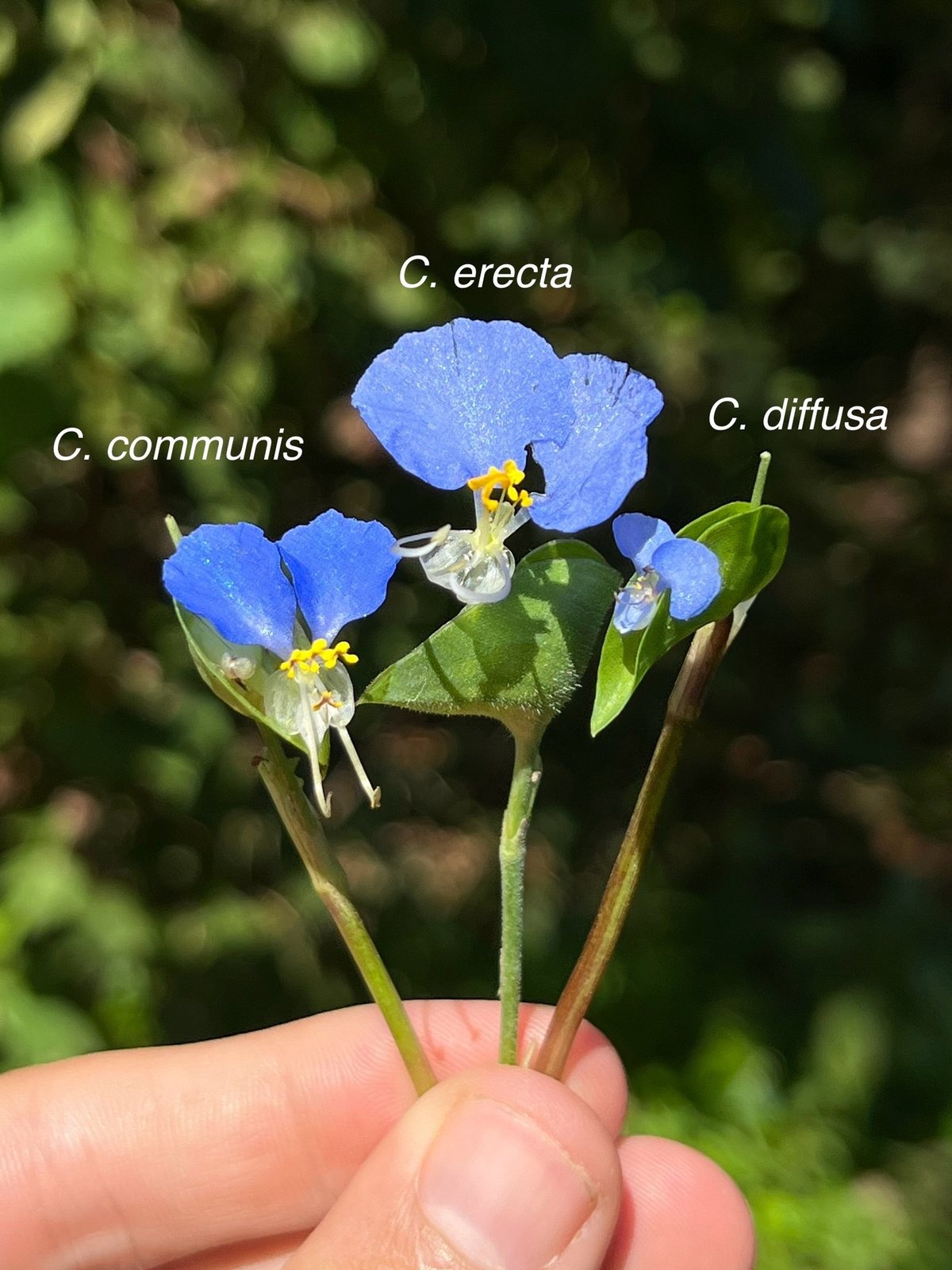 Sweet Kate spiderwort