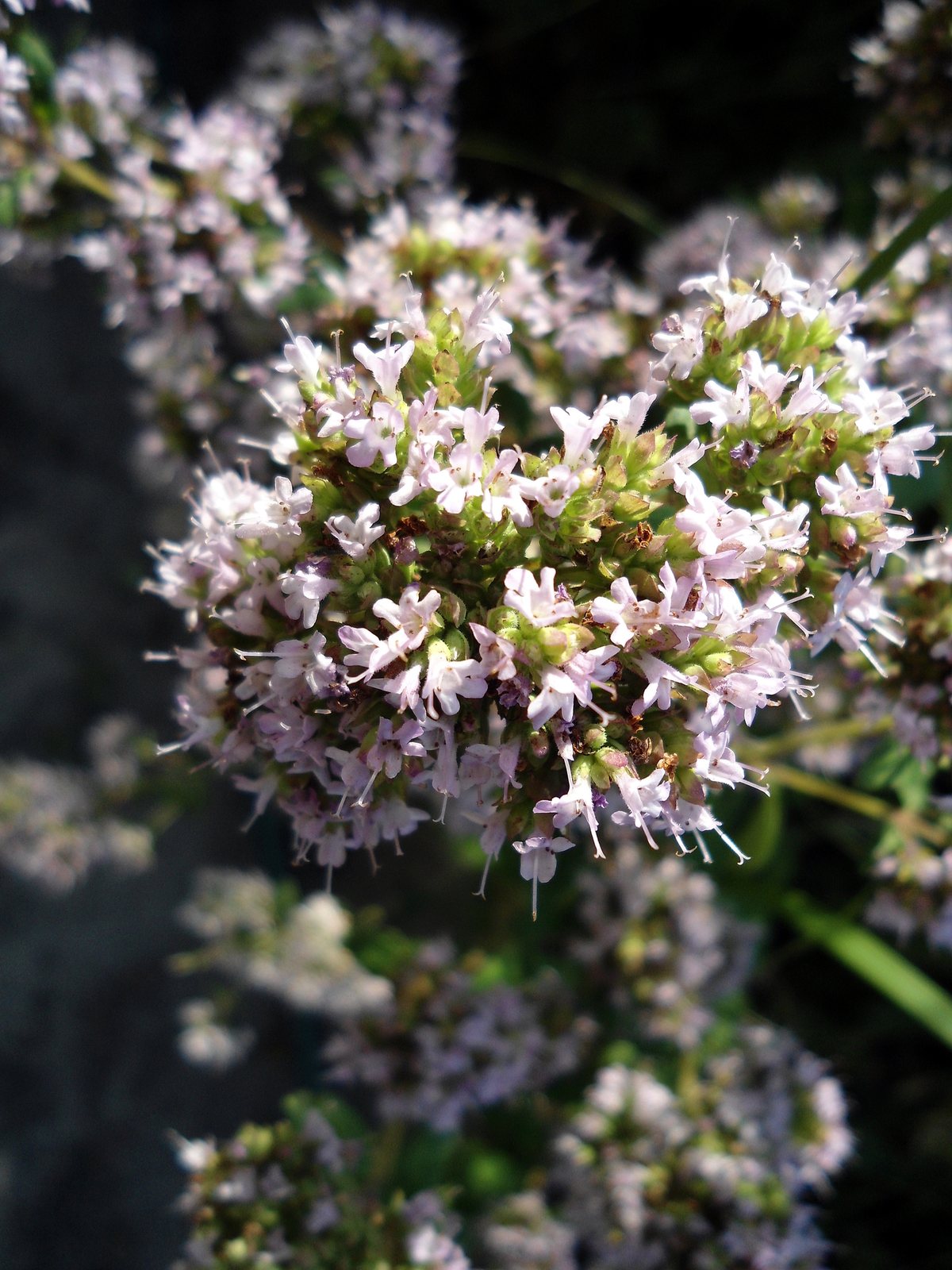 Sweet marjoram
