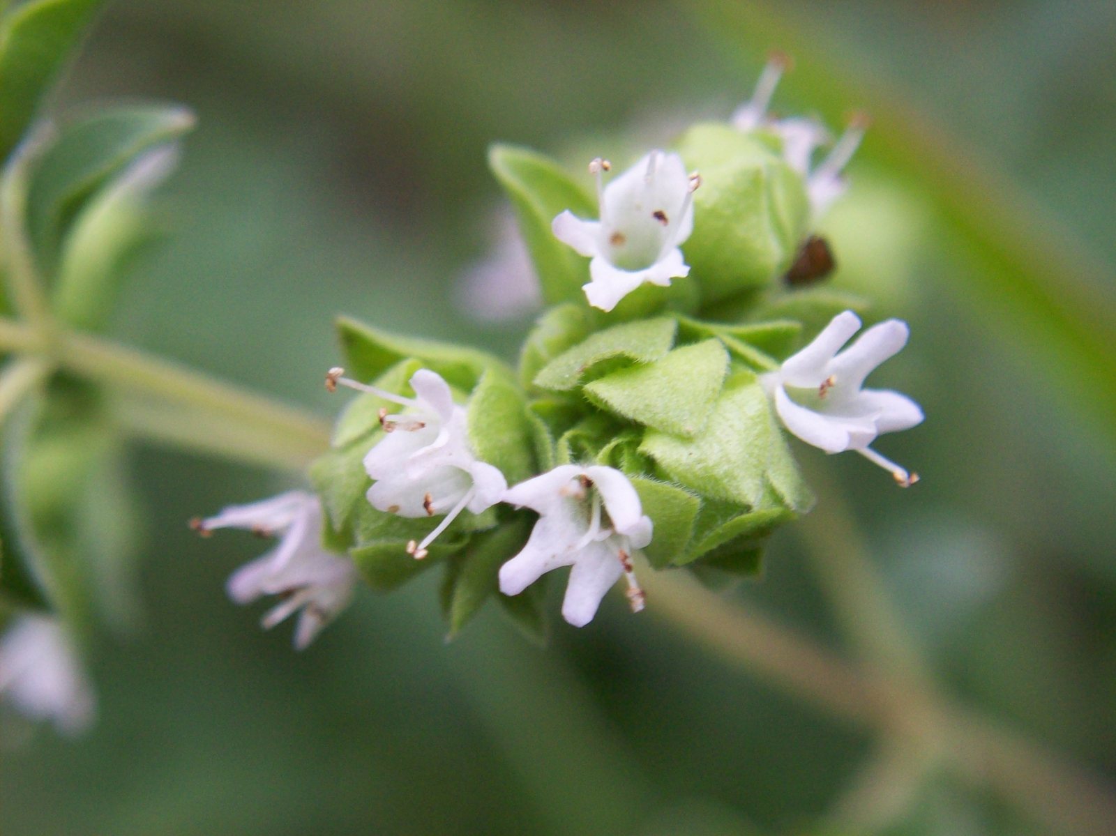 Sweet marjoram