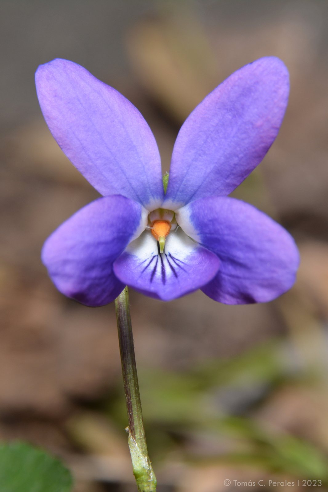 Sweet violet