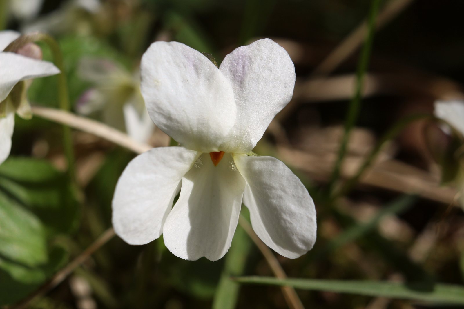 Sweet violet