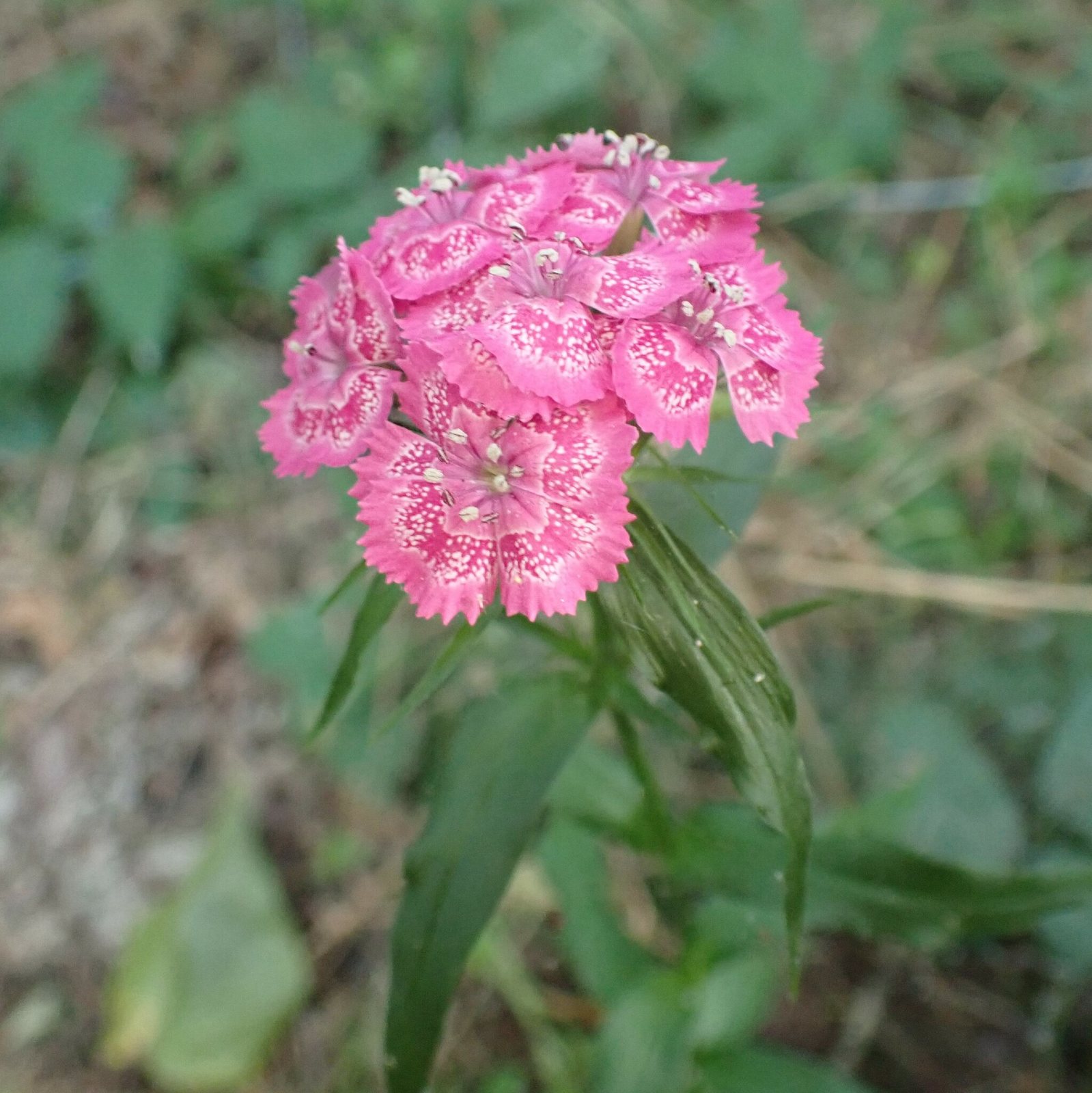 Sweet William