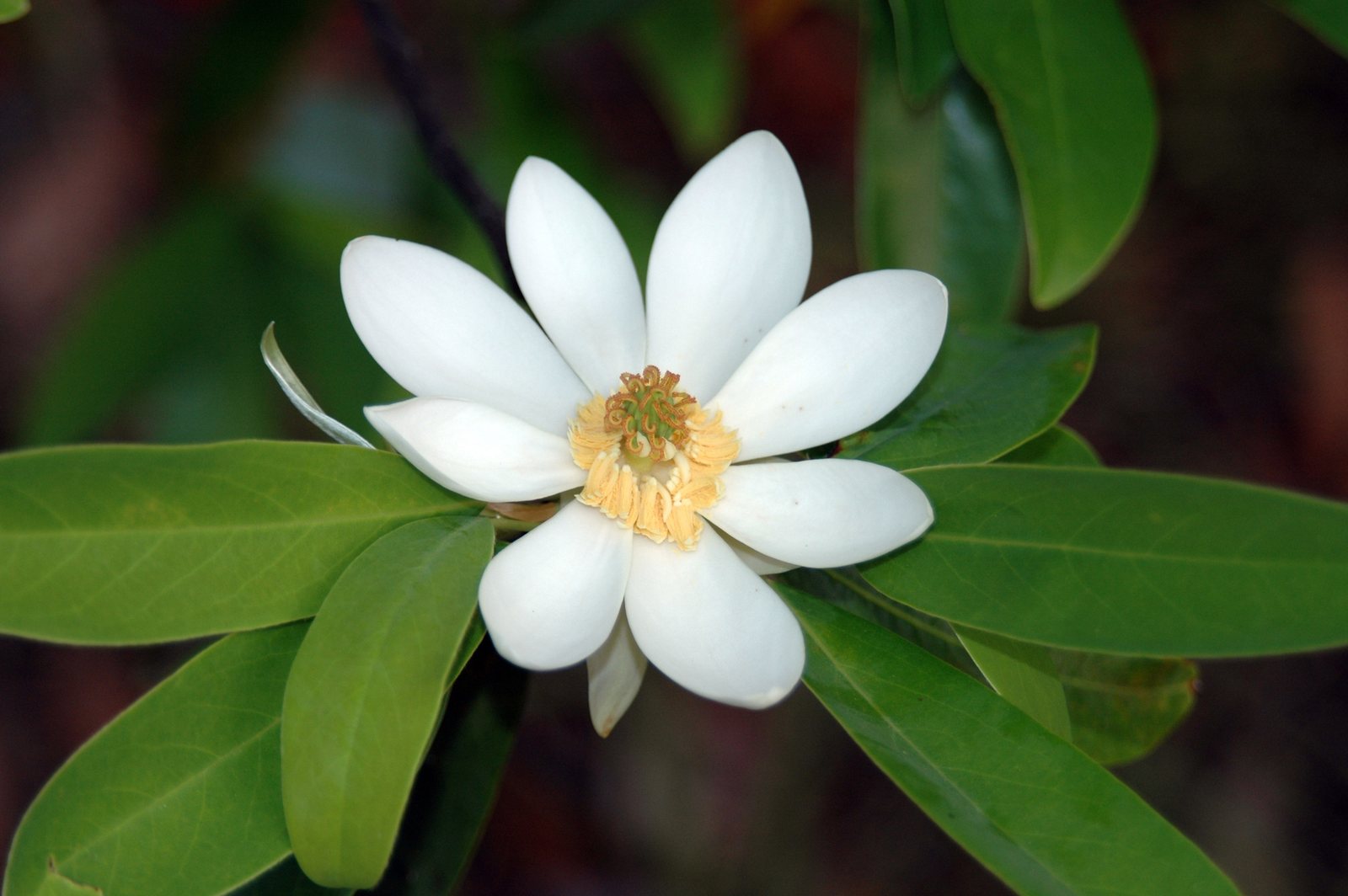 Sweetbay magnolia