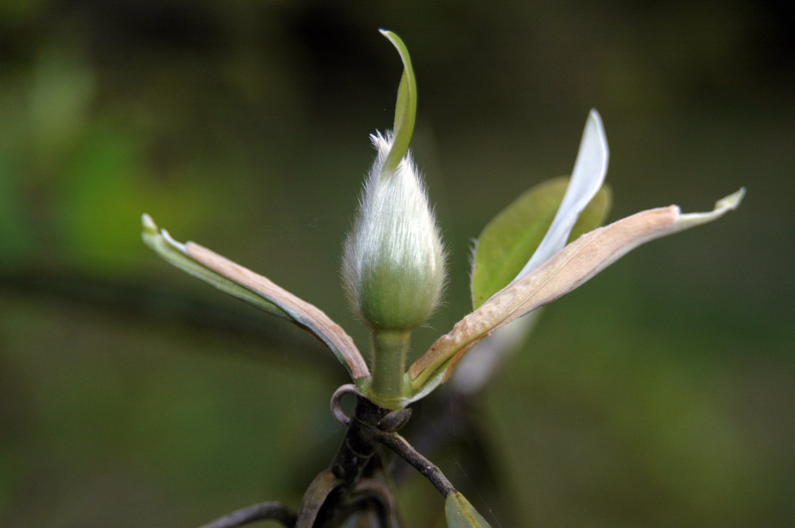 Sweetbay magnolia