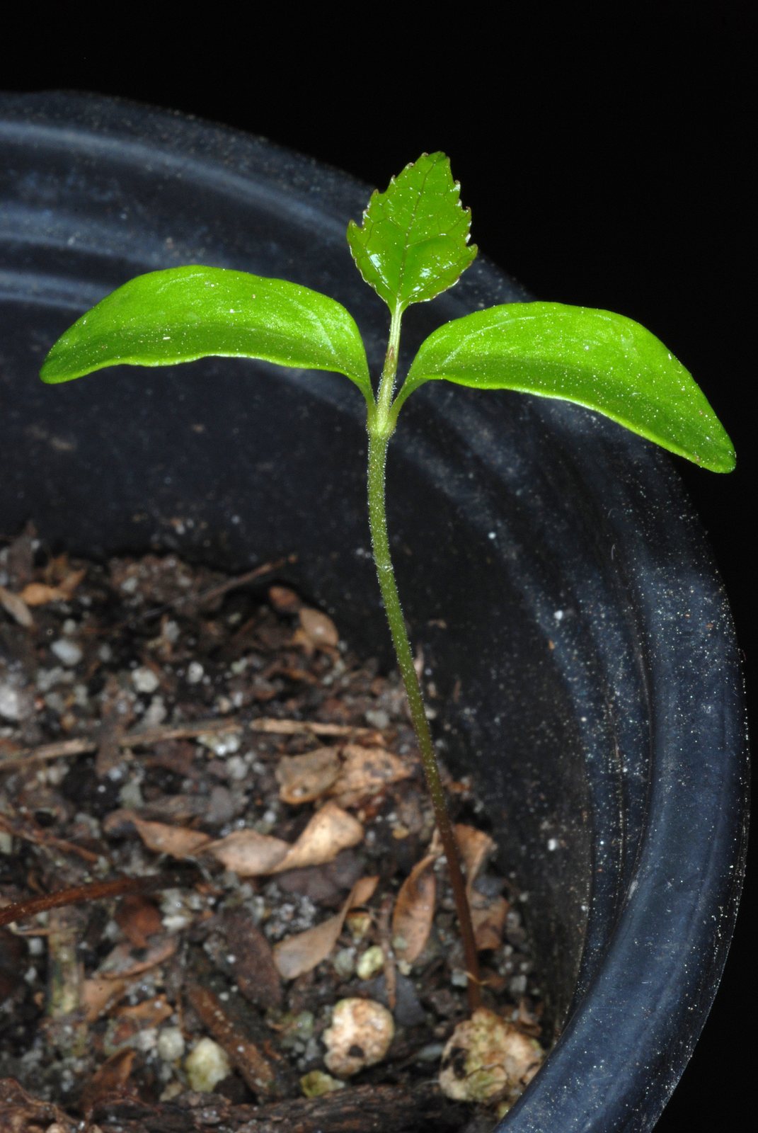 Sweetgum