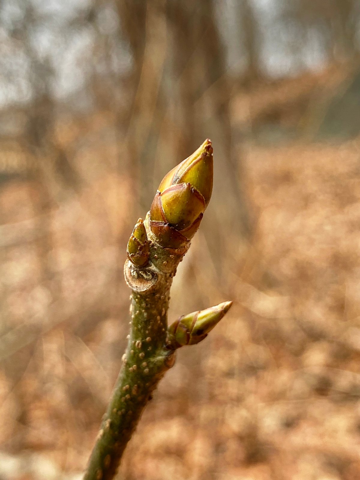 Sweetgum