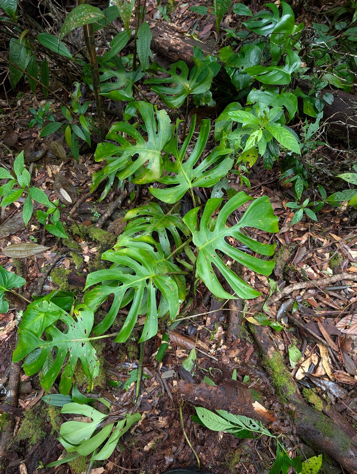 Swiss cheese plant