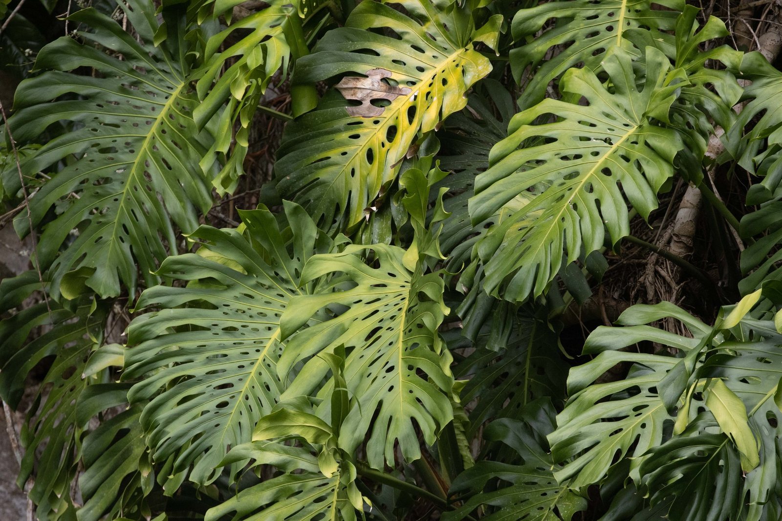 Swiss cheese plant