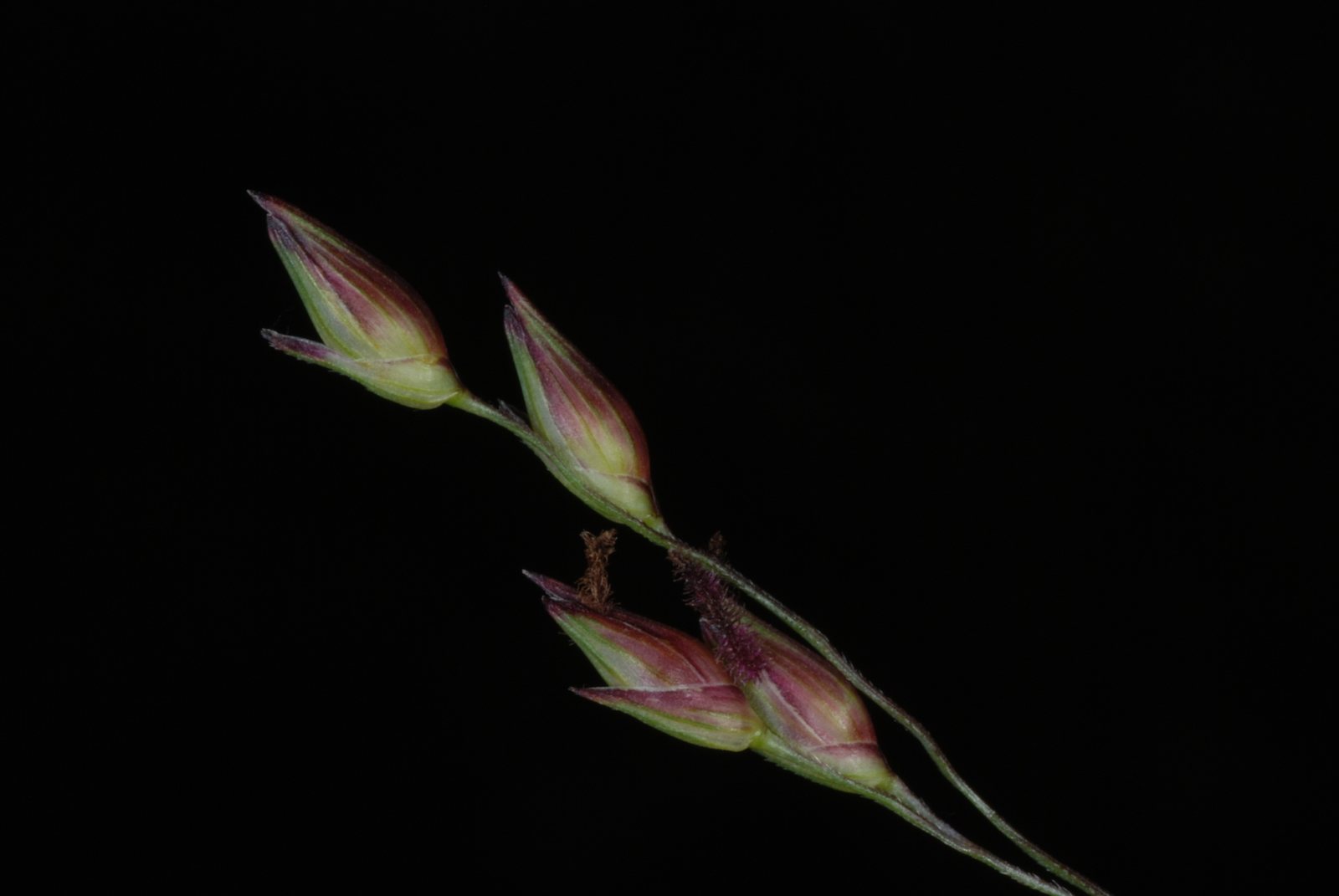 Switchgrass 'Heavy Metal'