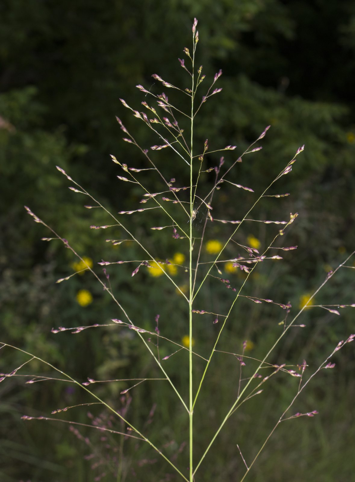 Switchgrass 'Northwind'