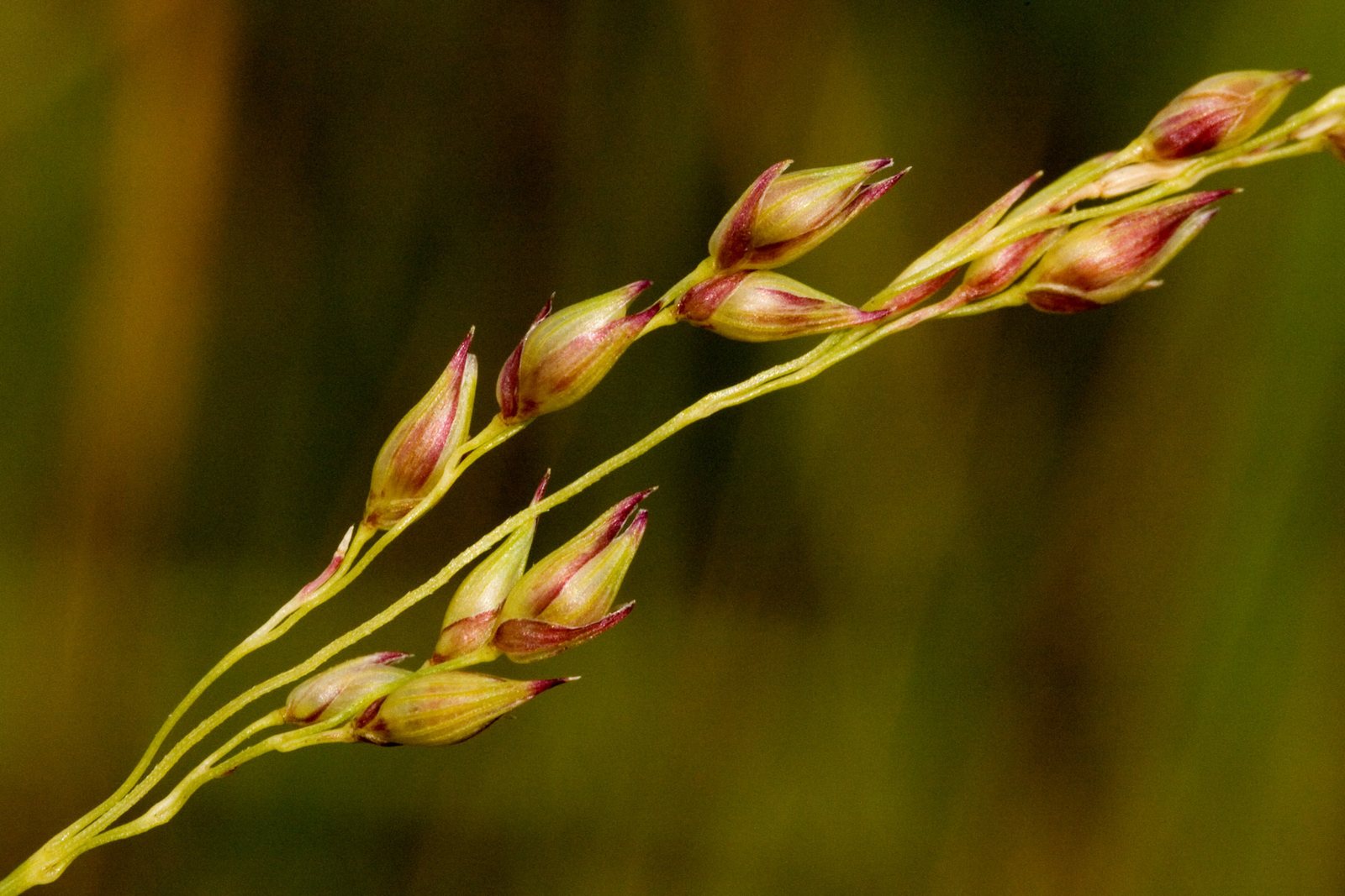 Switchgrass 'Northwind'