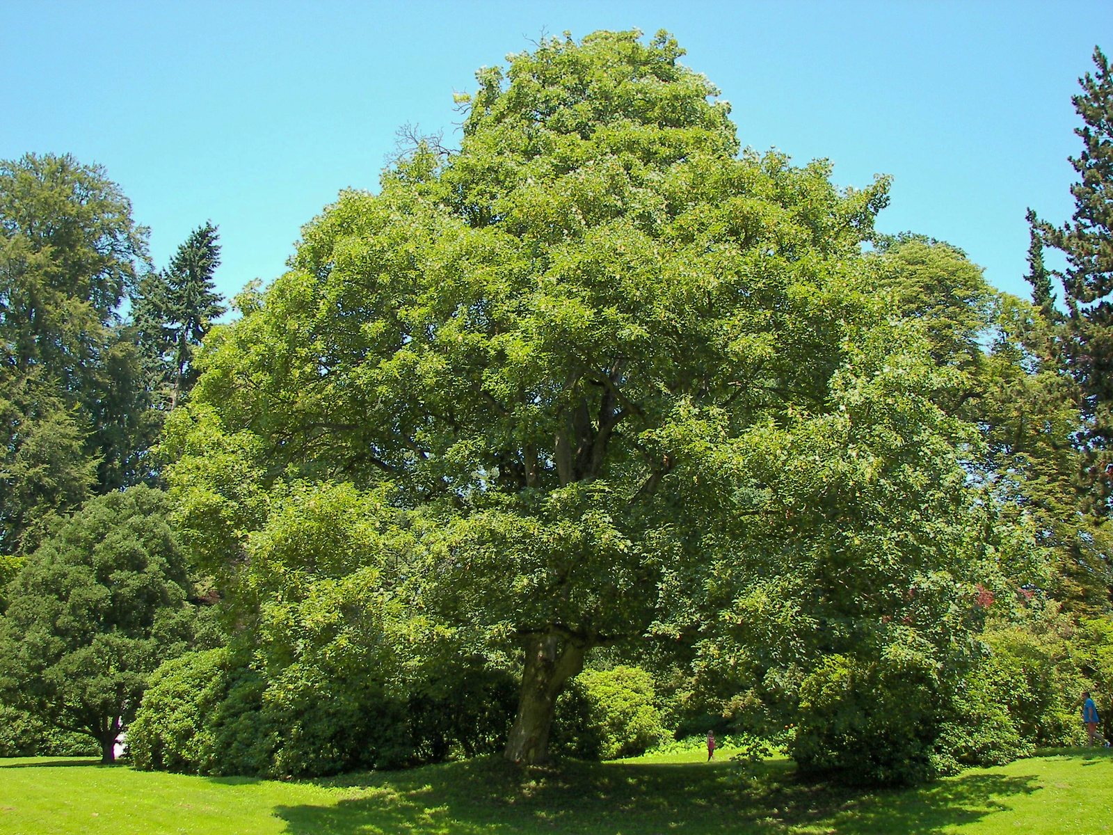 Sycamore 'Brilliantissimum'