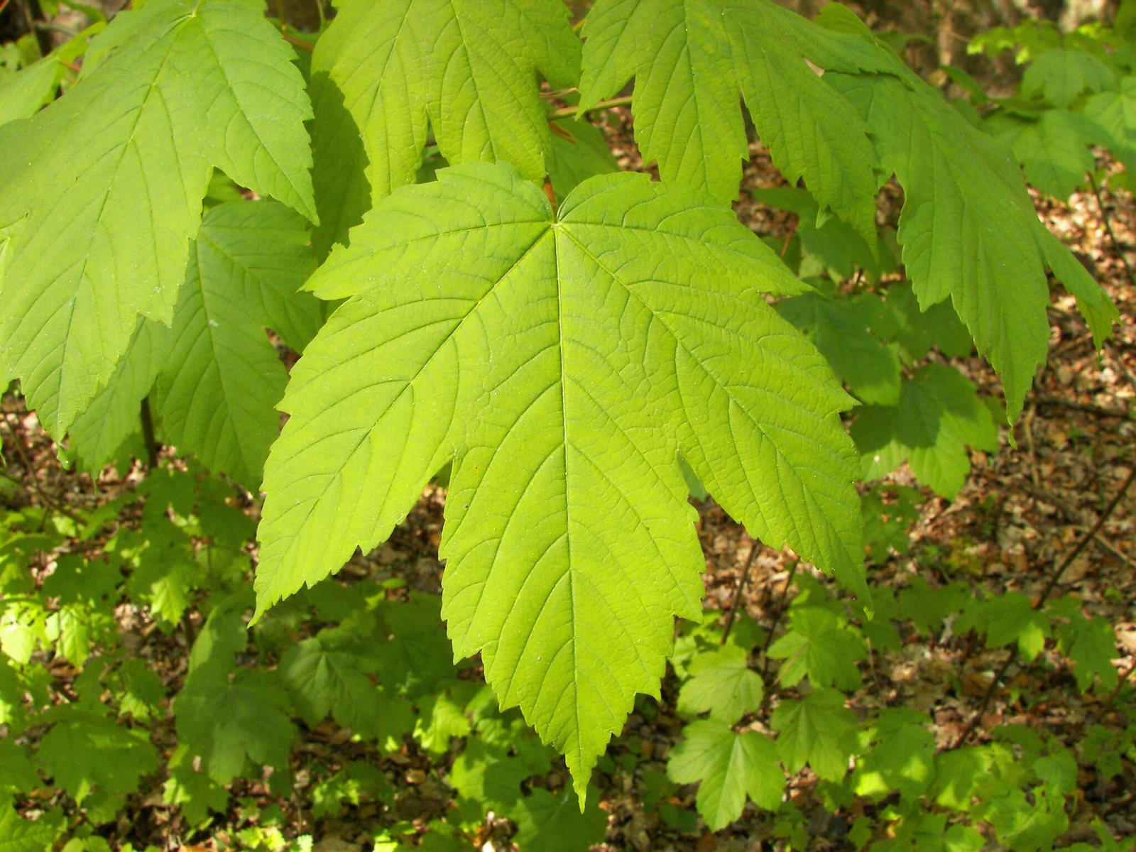 Sycamore 'Brilliantissimum'