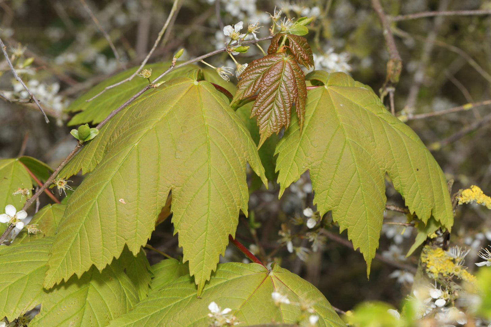 Sycamore 'Brilliantissimum'