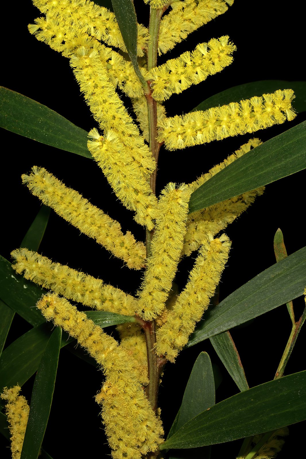 Sydney golden wattle