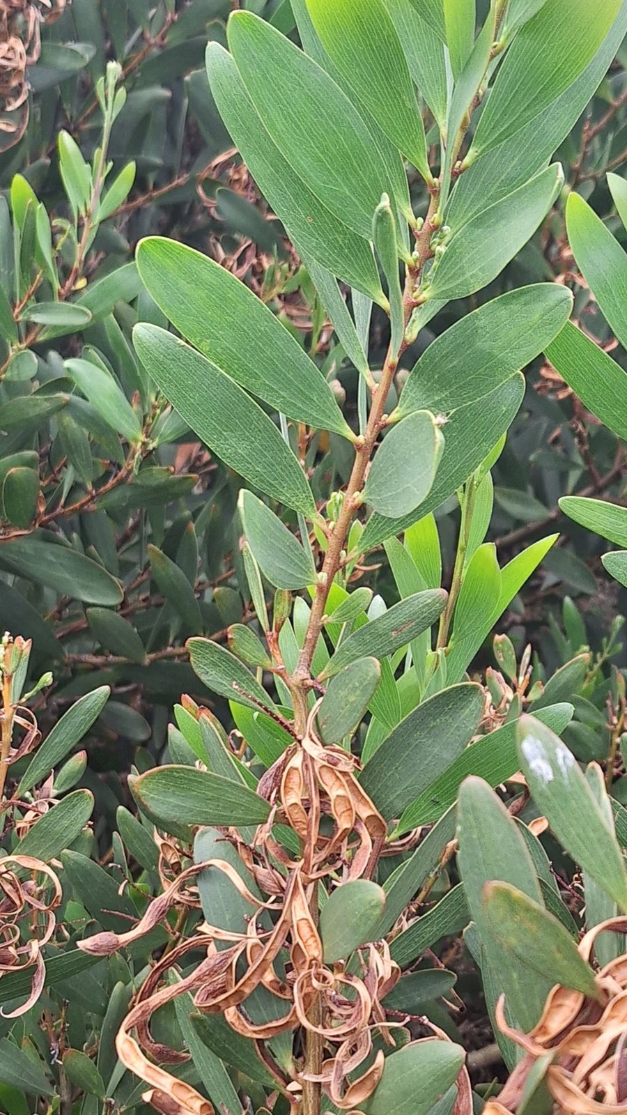 Sydney golden wattle