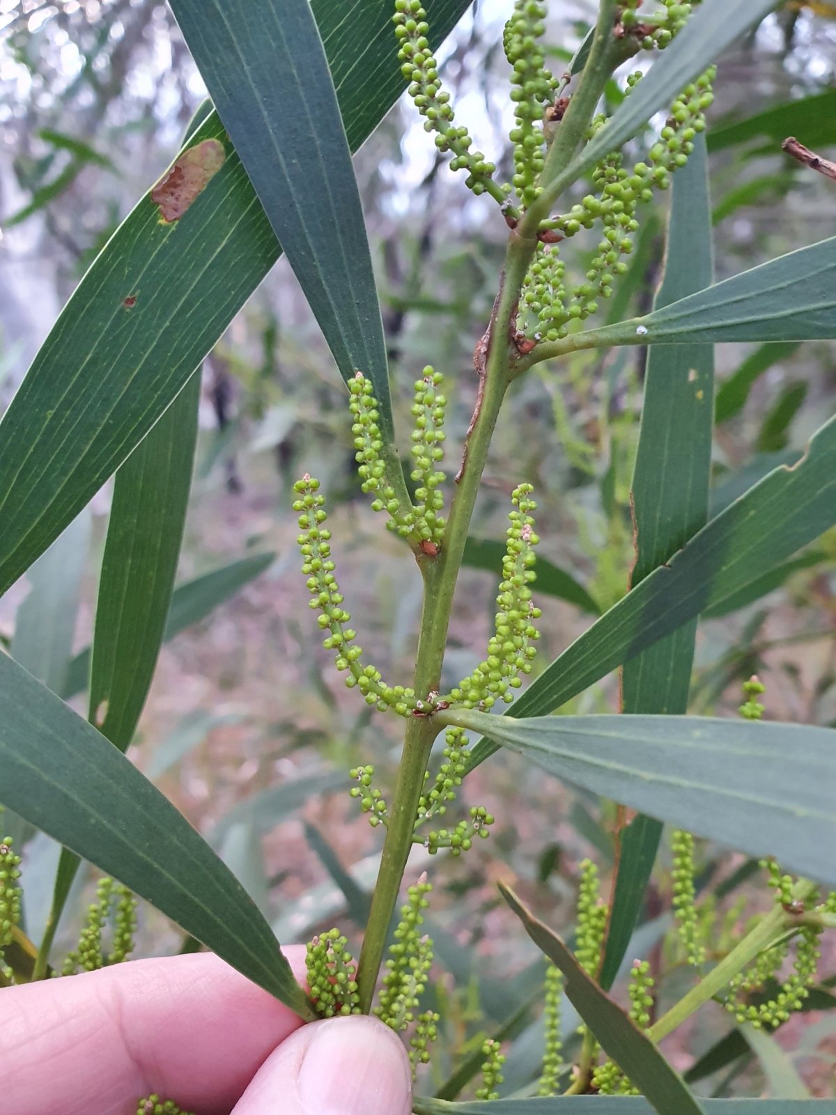 Sydney golden wattle