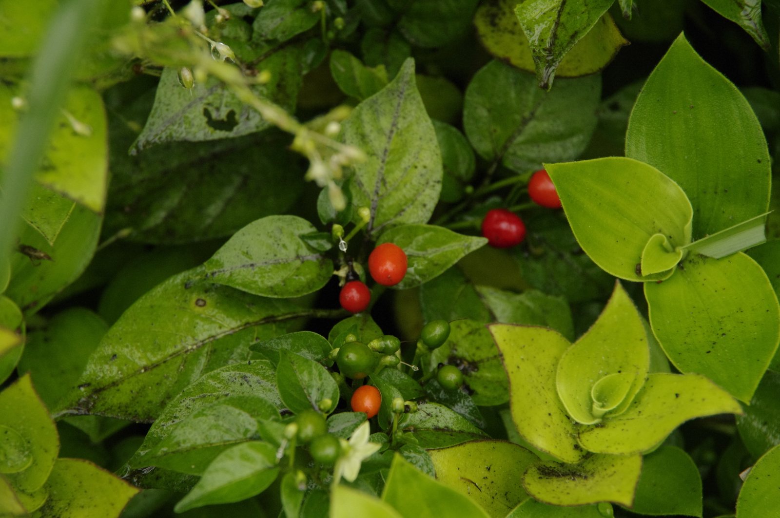 Tabasco pepper