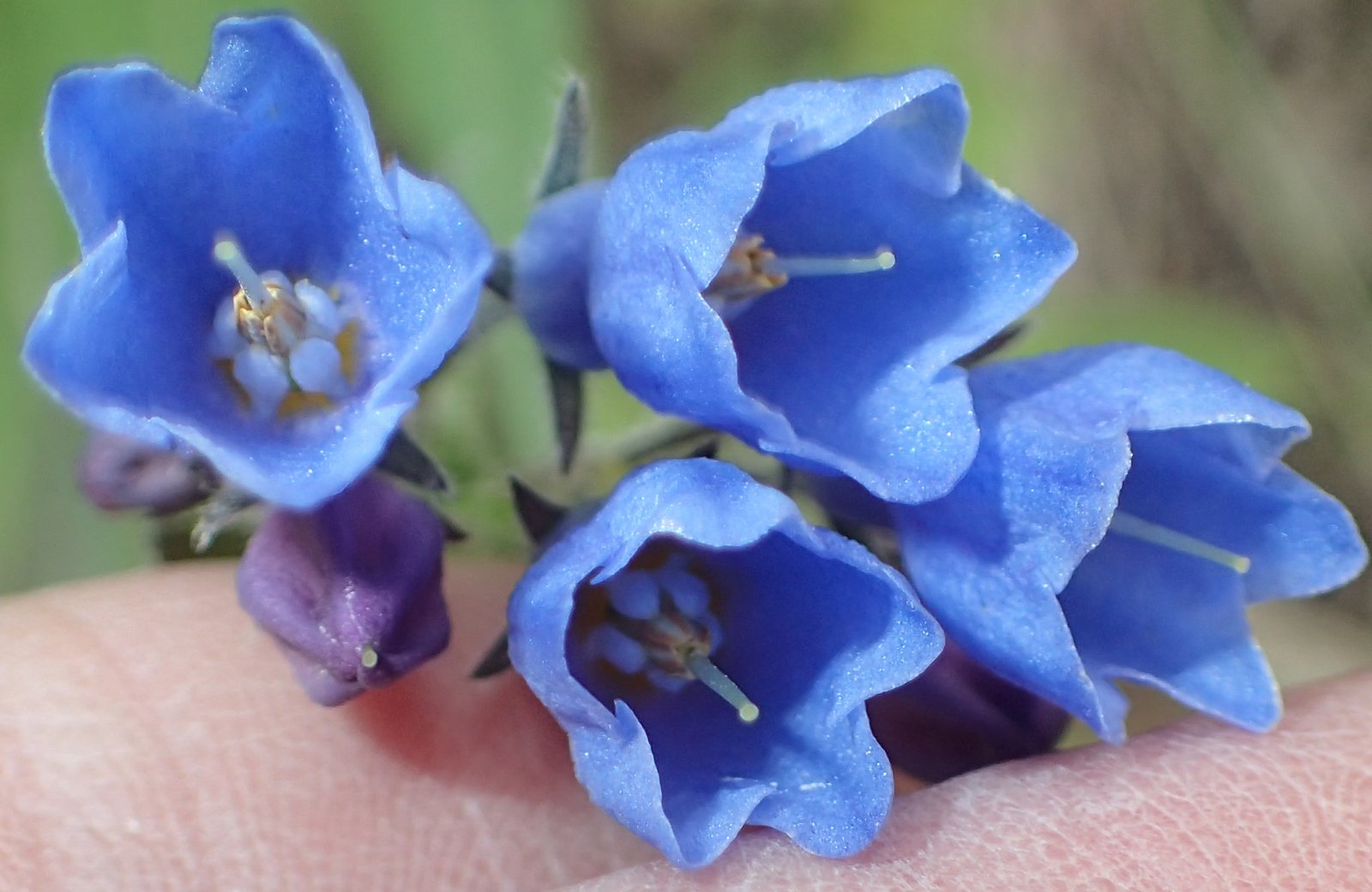 Tall bluebells