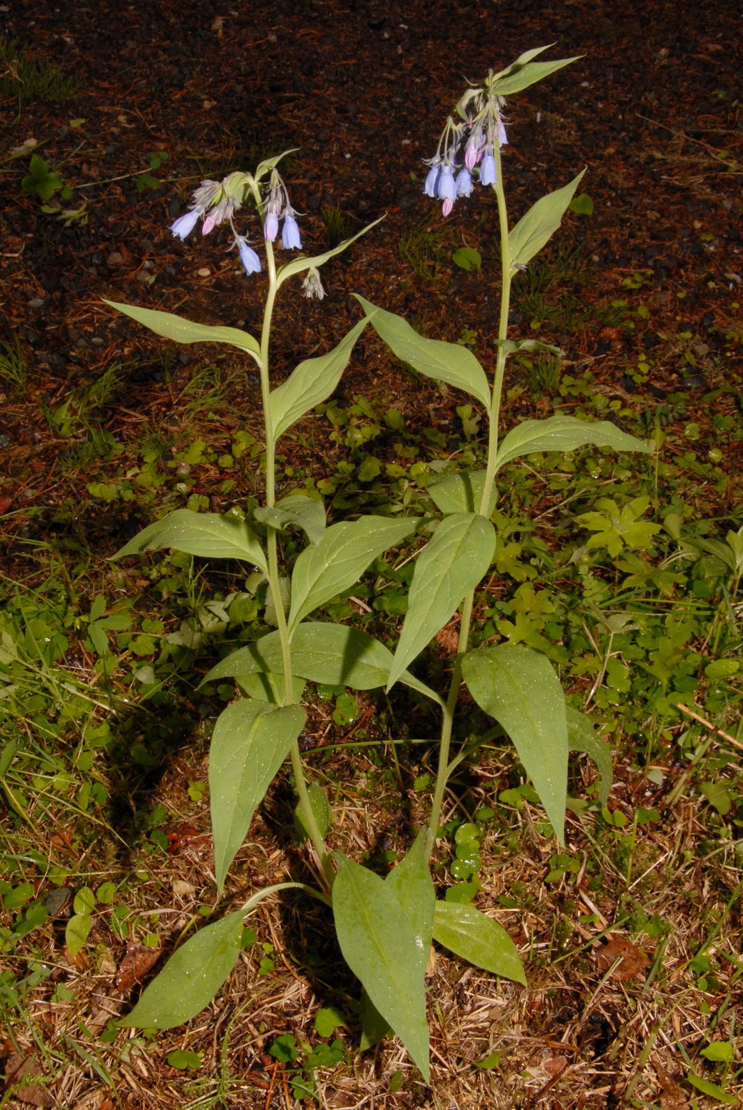 Tall bluebells