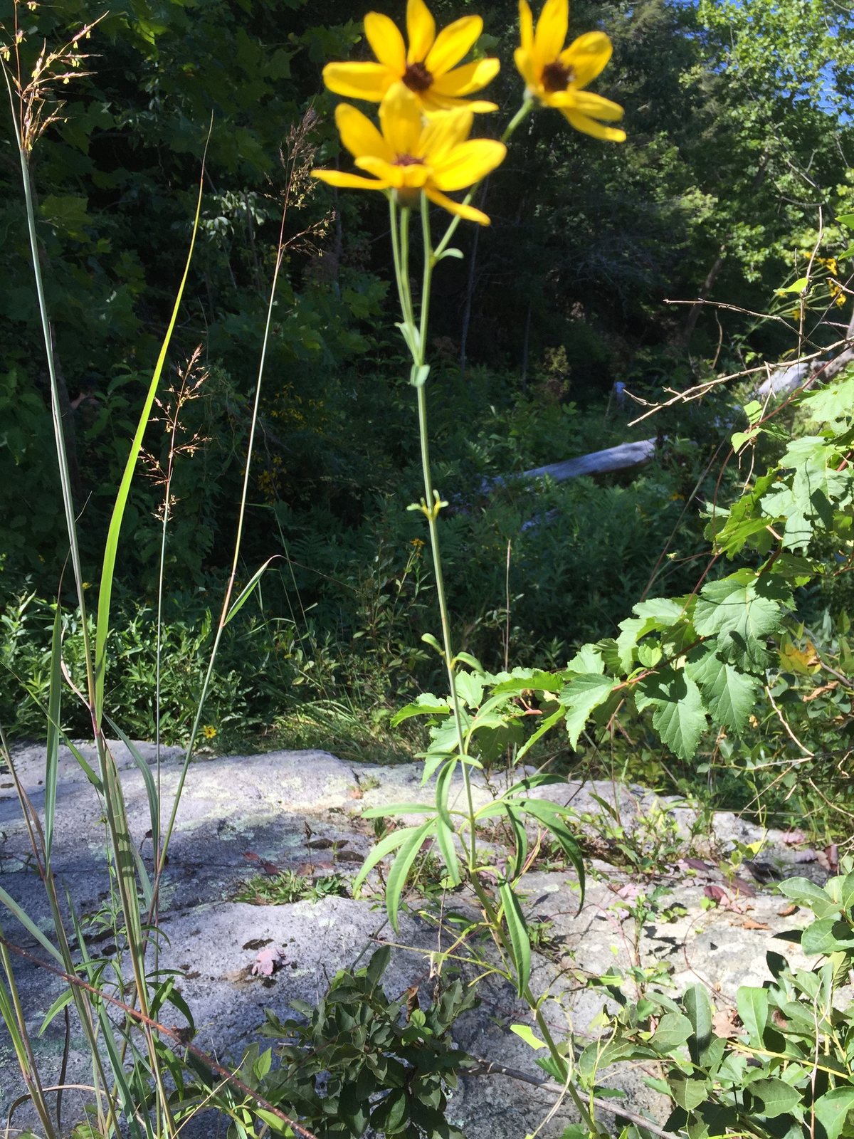 Tall coreopsis