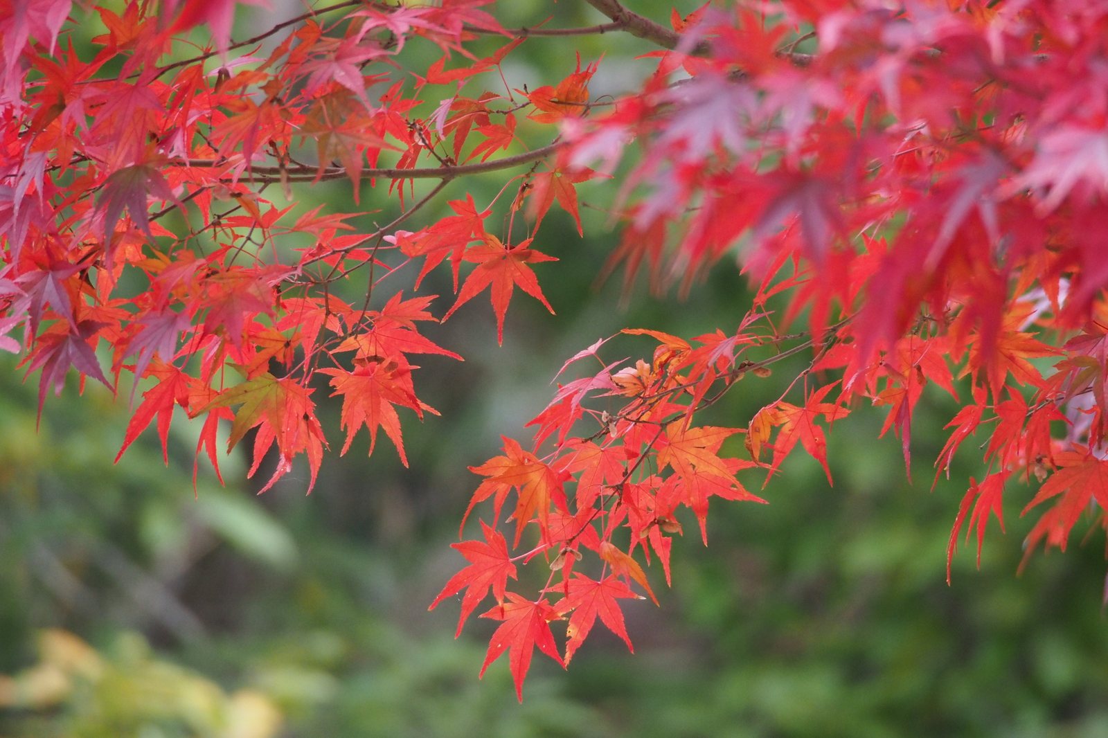 Tamukeyama Japanese maple