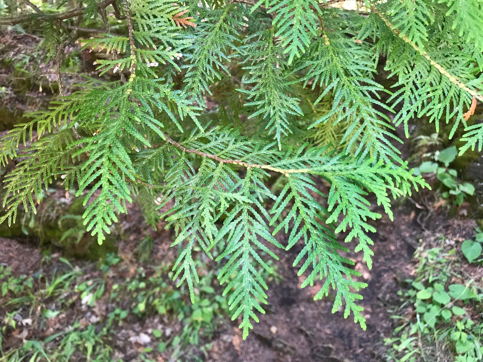 Techny arborvitae