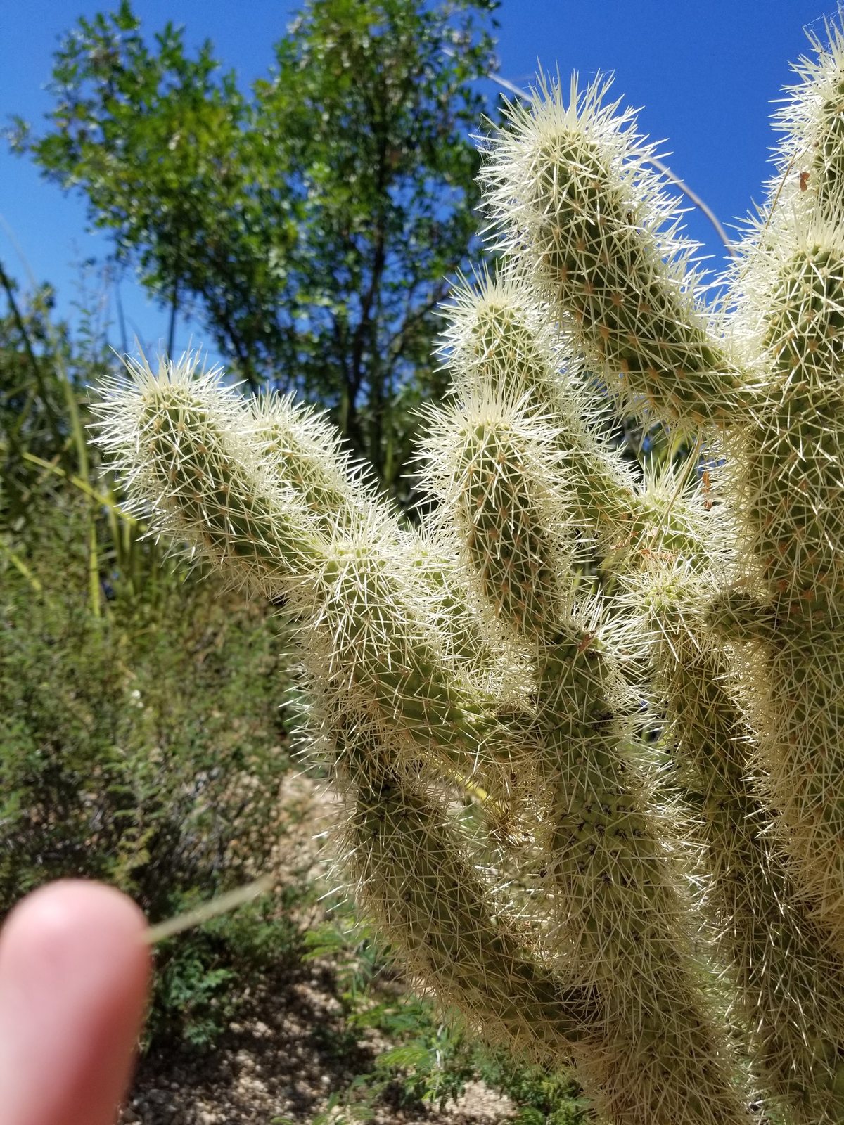 Teddy bear cholla