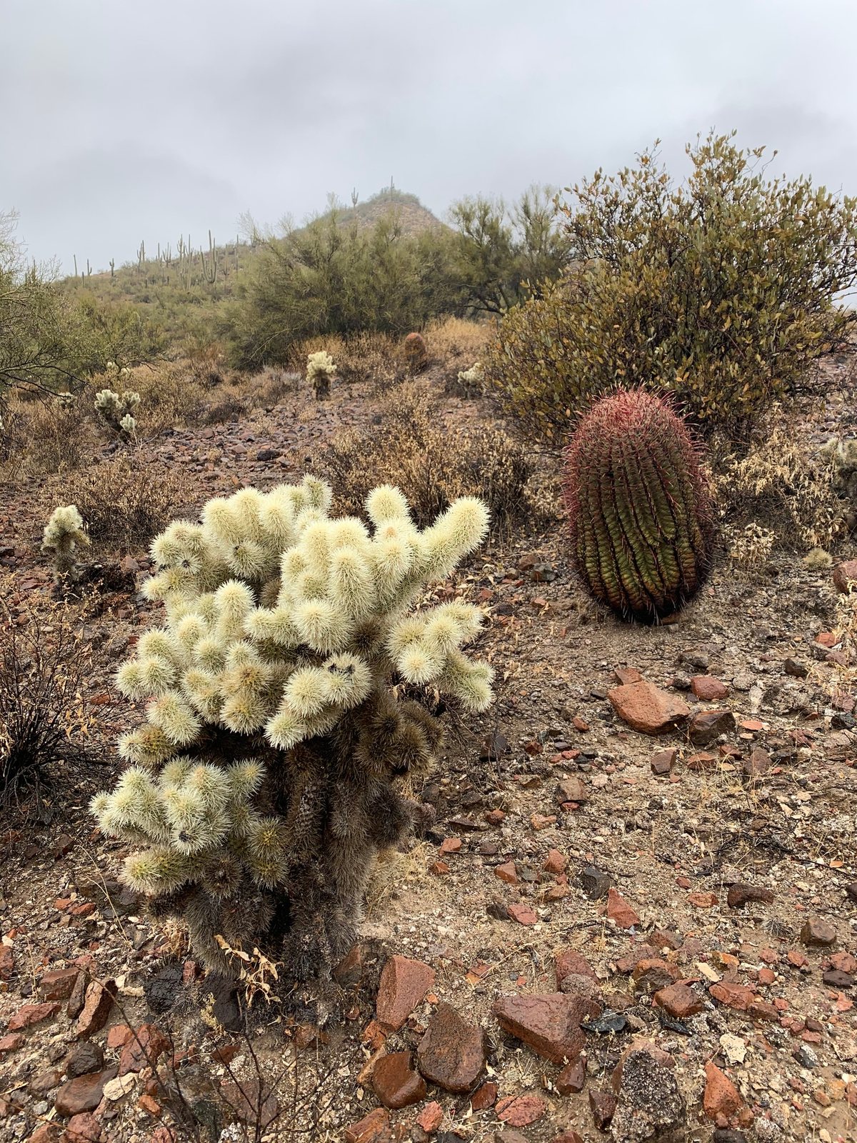 Teddy bear cholla