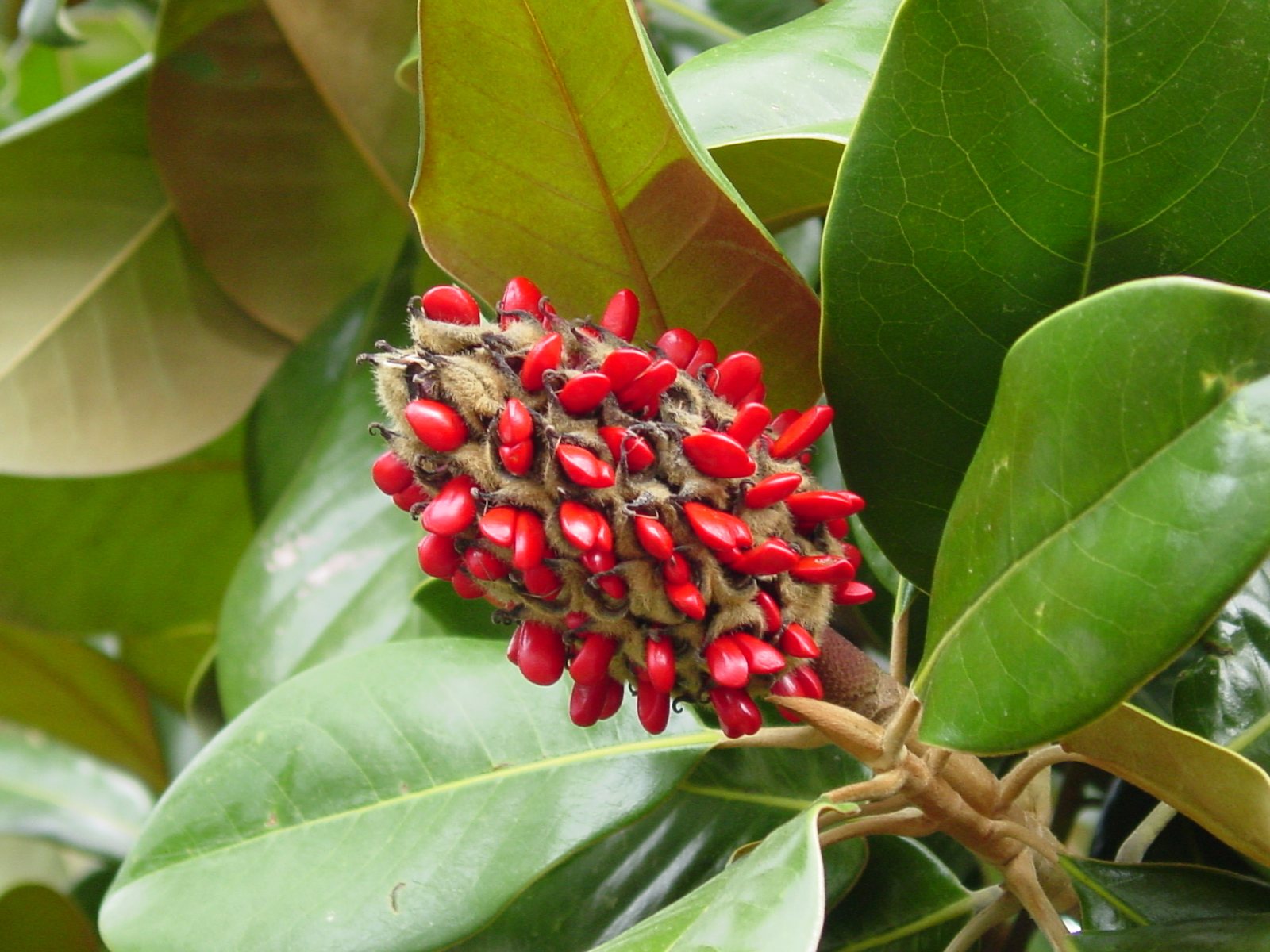 Teddy Bear magnolia