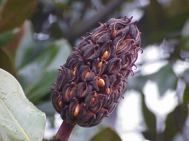 Teddy Bear magnolia