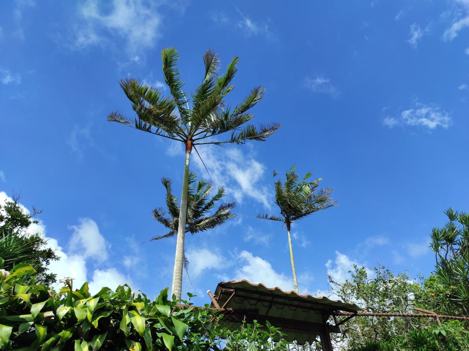 Teddy bear palm