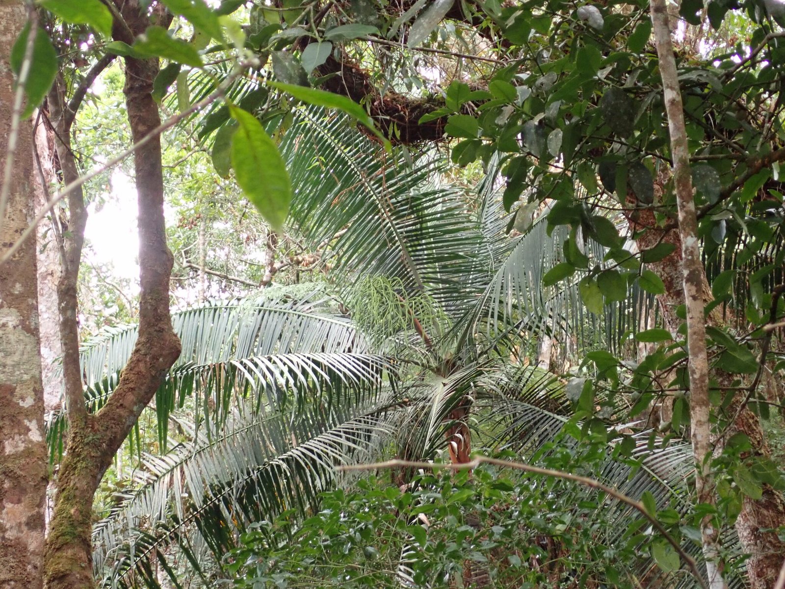 Teddy bear palm