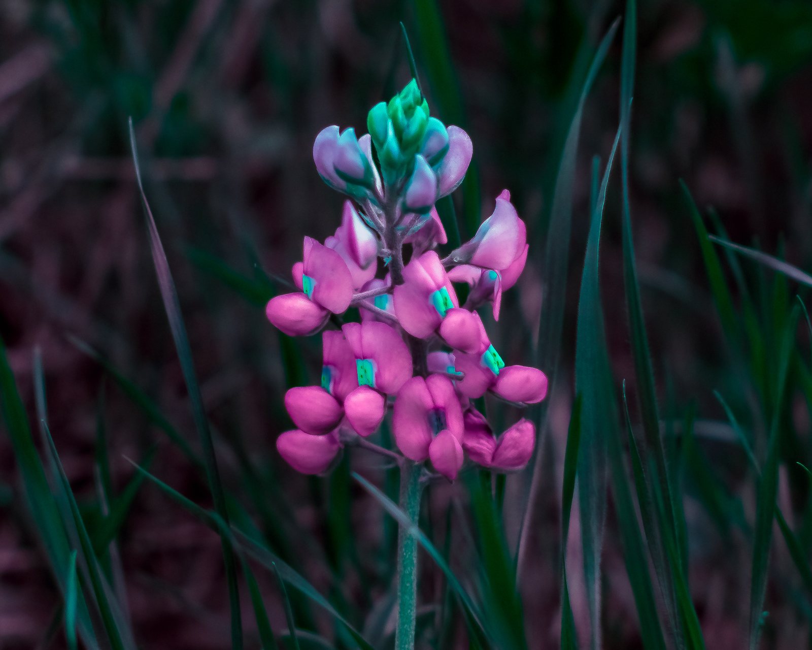 Texas bluebonnet
