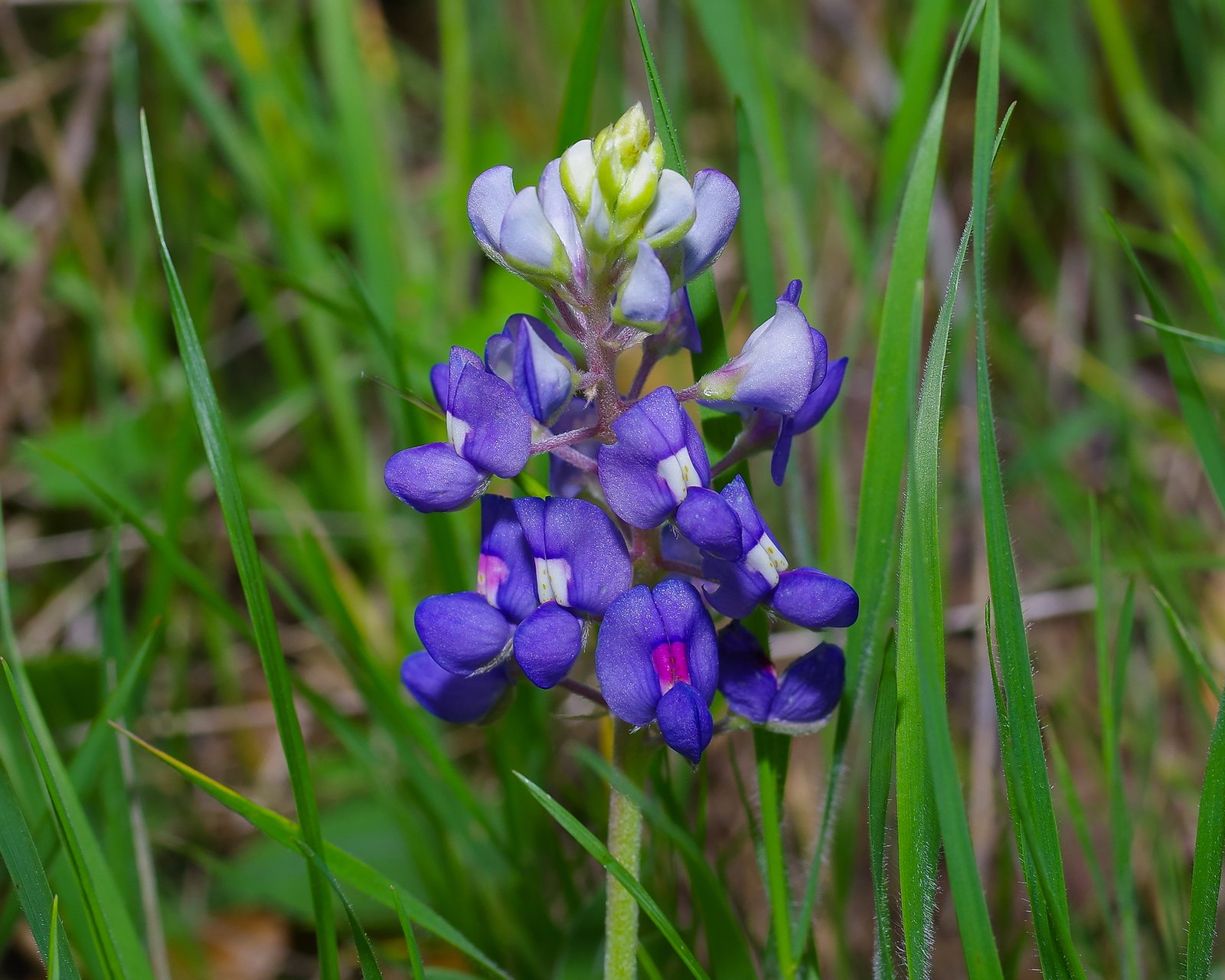 Texas bluebonnet