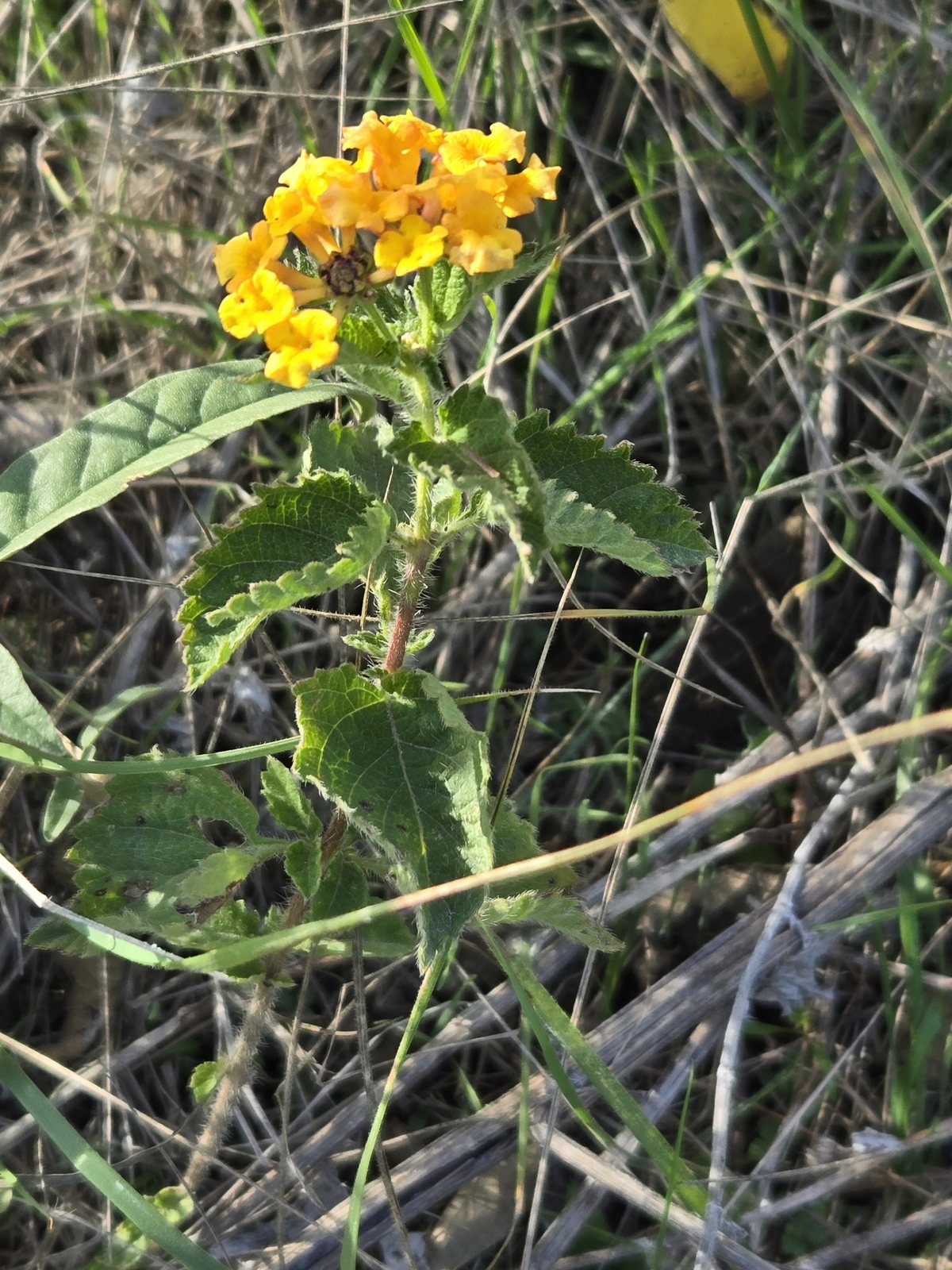 Texas lantana