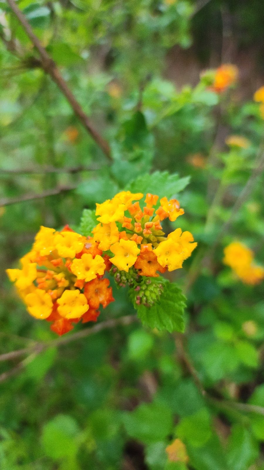 Texas lantana