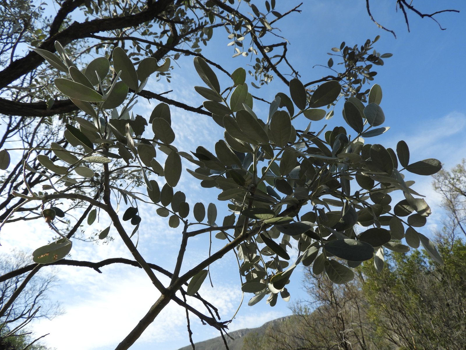 Texas mountain laurel