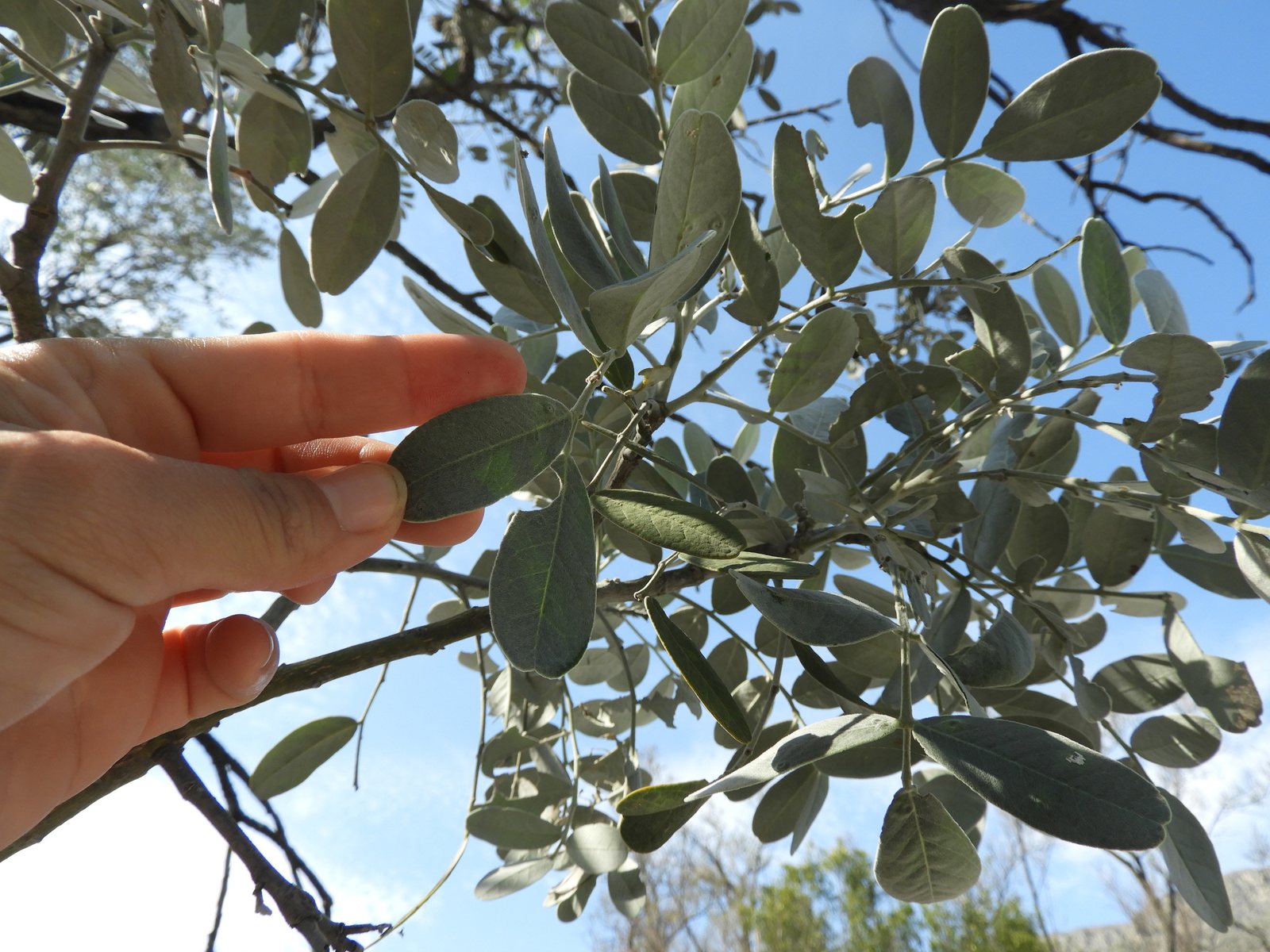 Texas mountain laurel