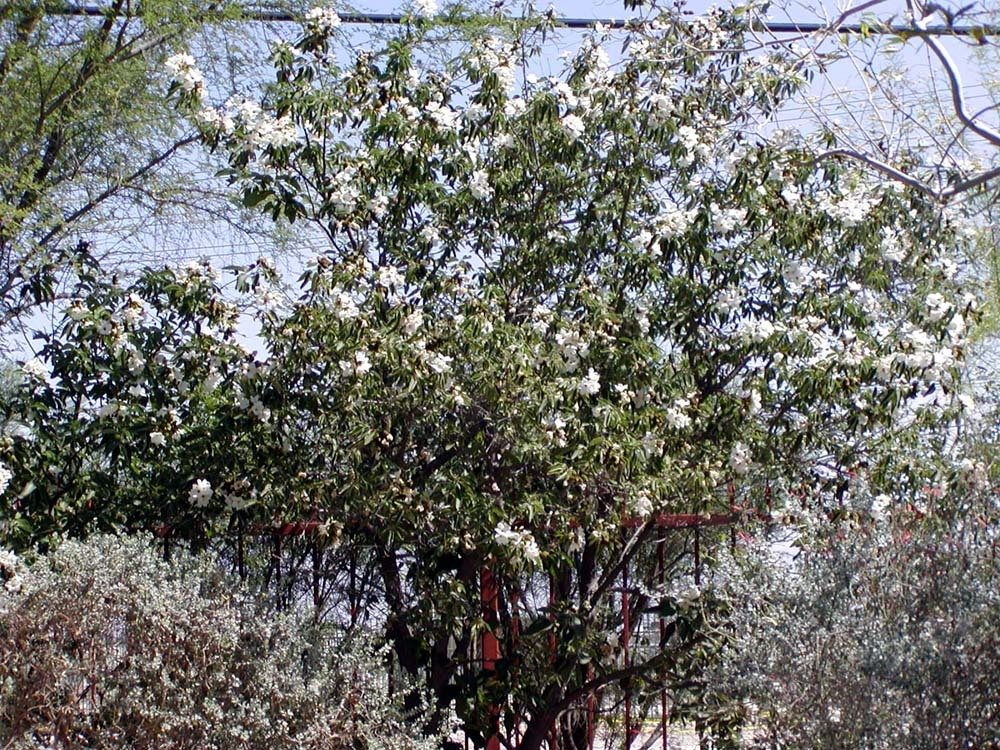 Texas olive