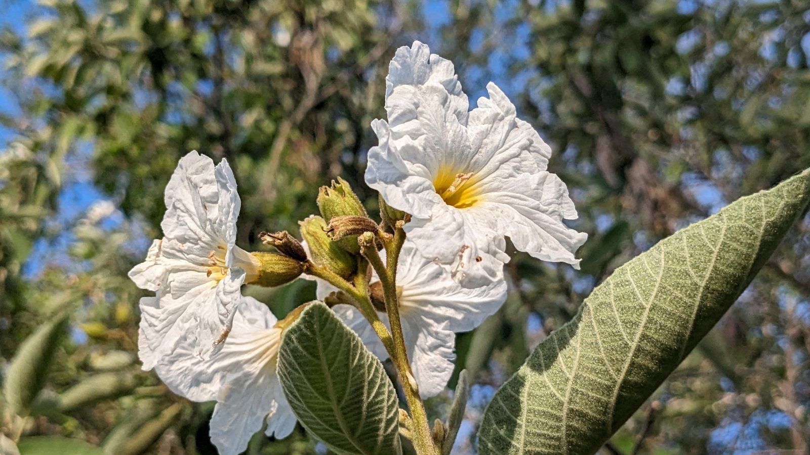 Texas olive