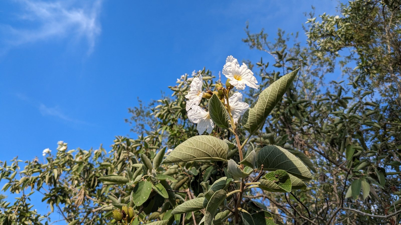 Texas olive