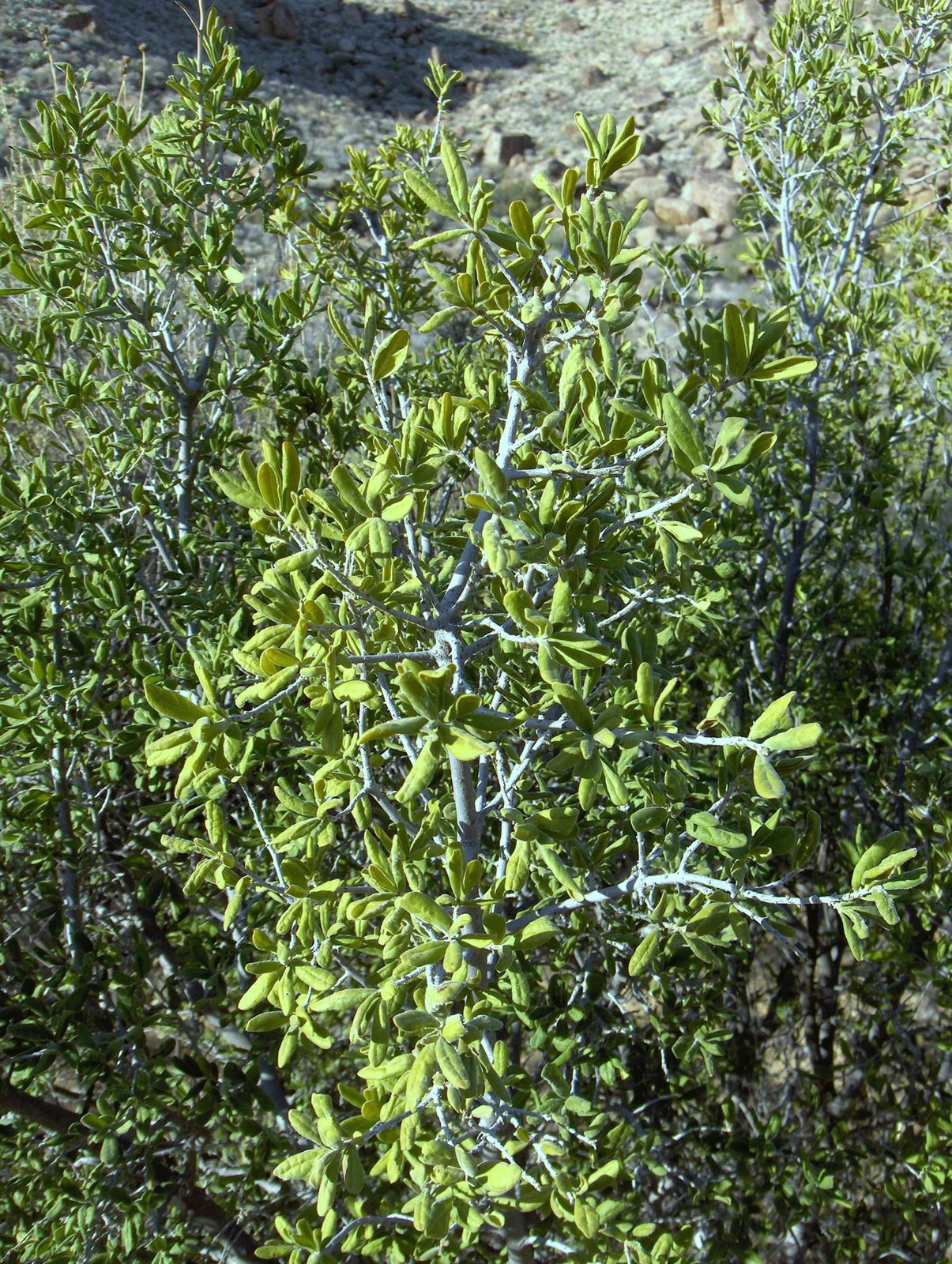Texas persimmon