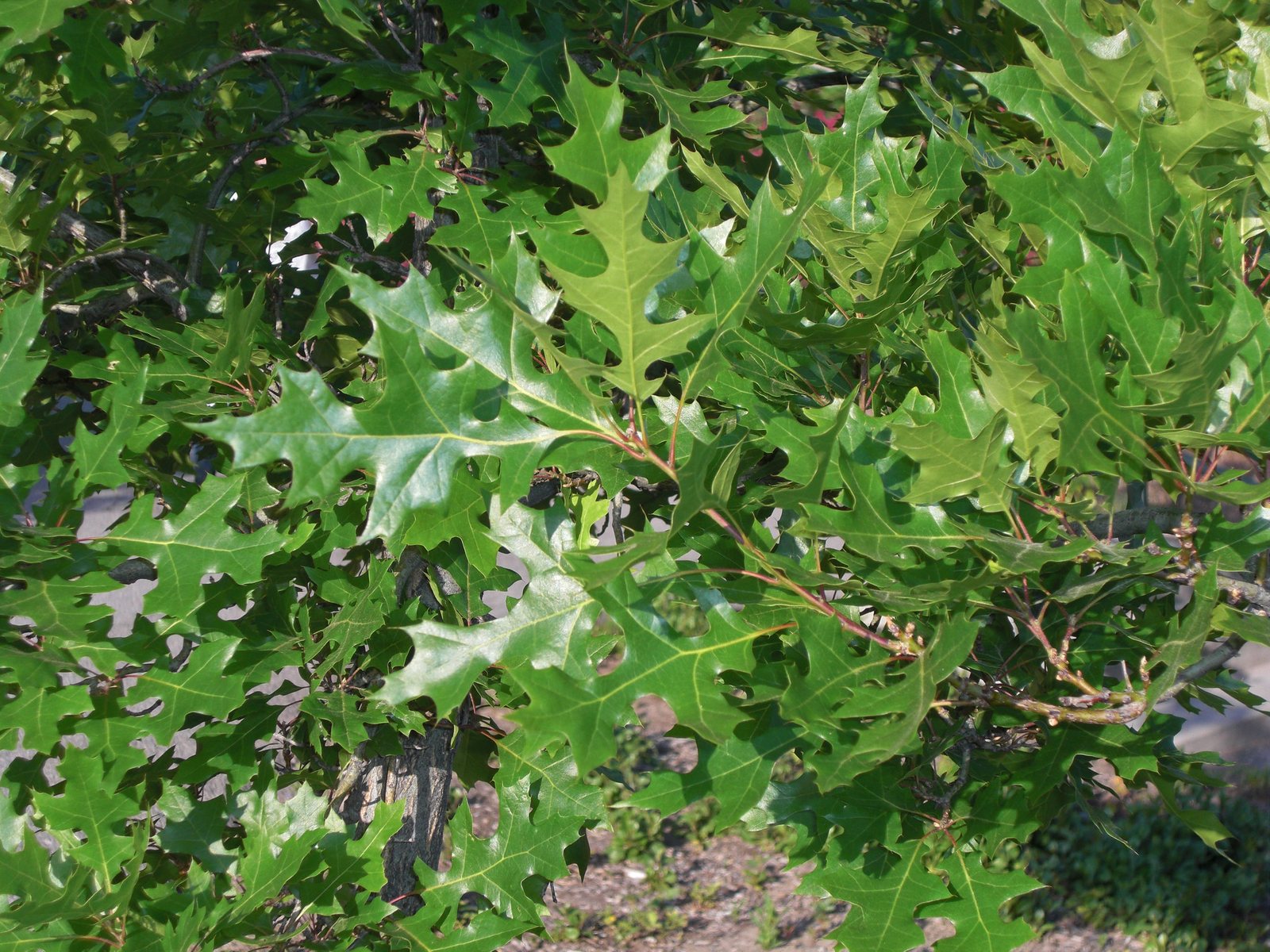 Texas red oak