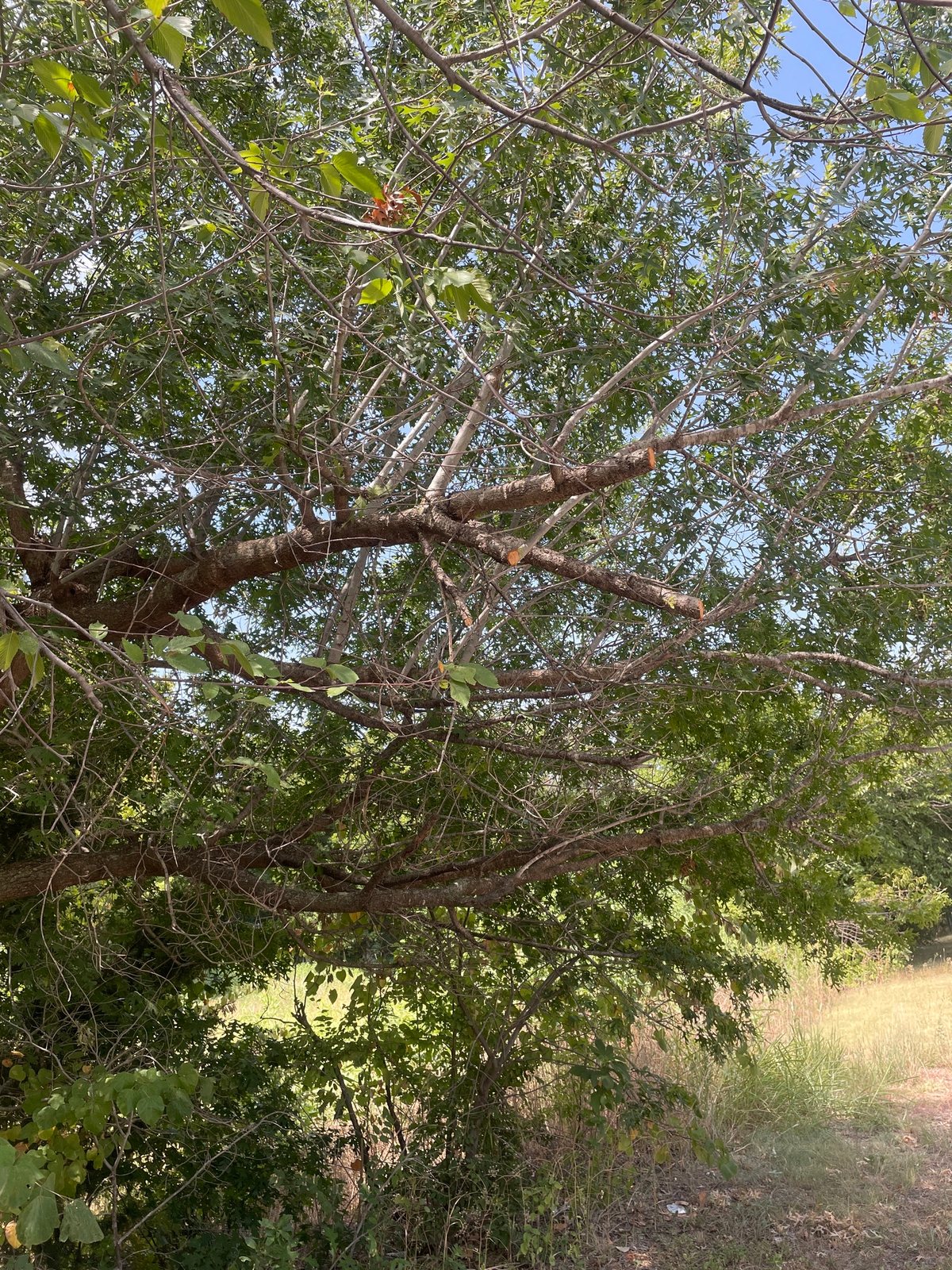 Texas red oak