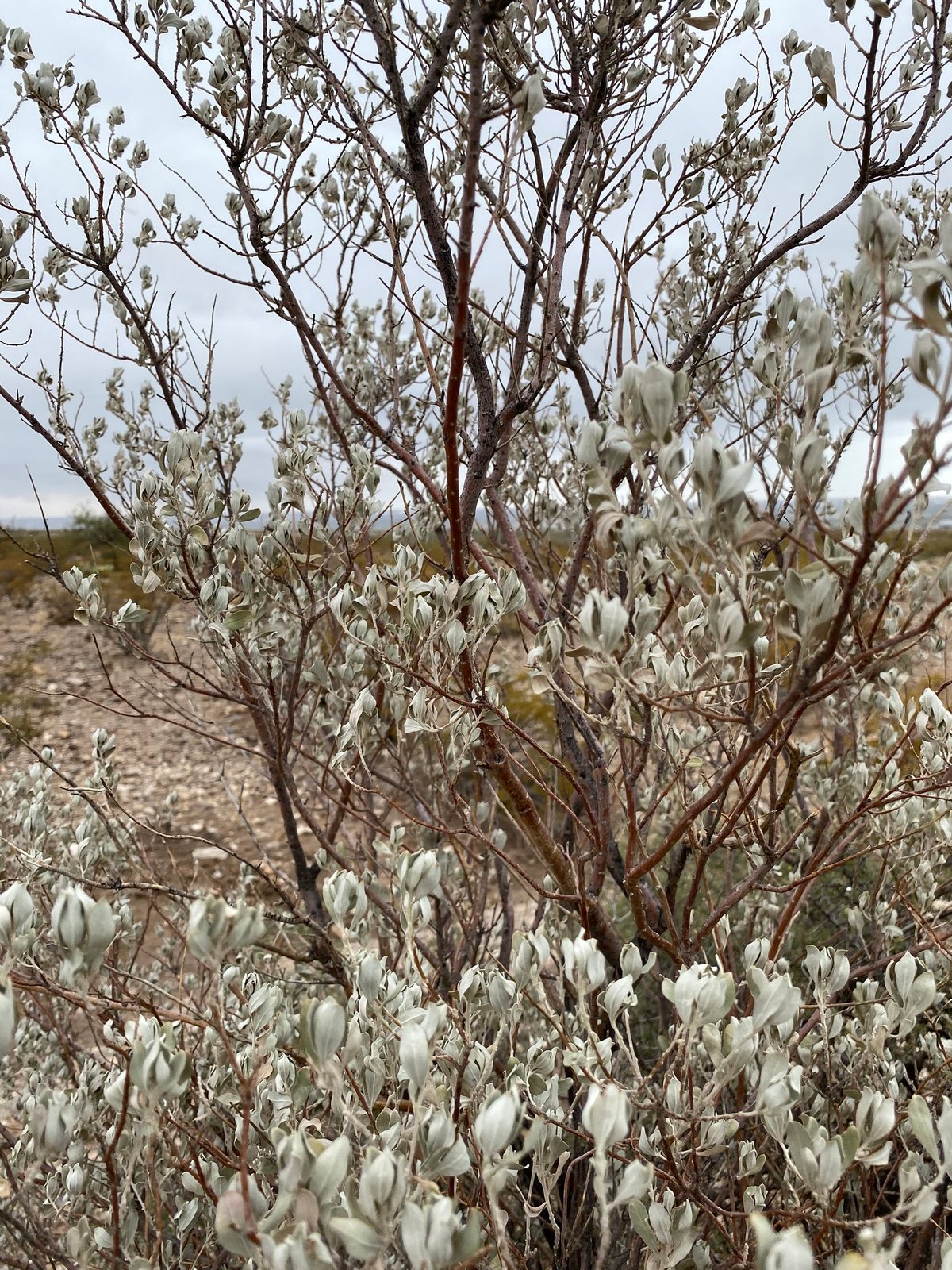 Texas sage