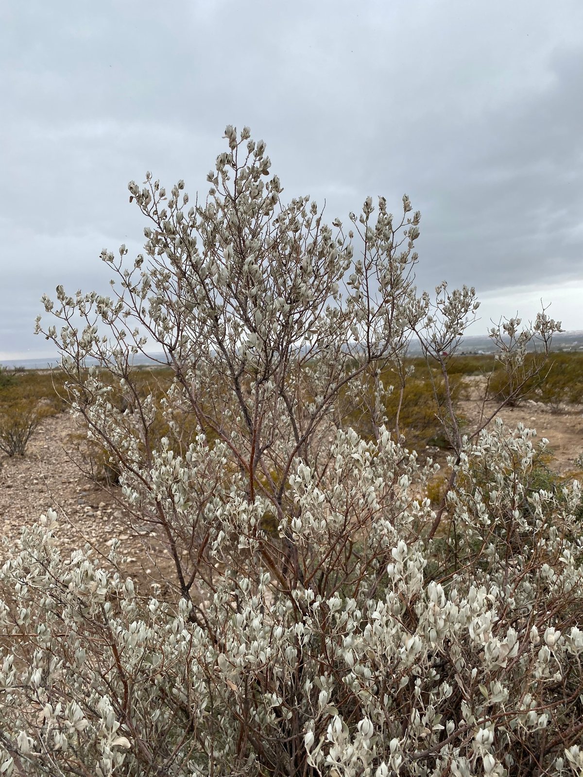 Texas sage